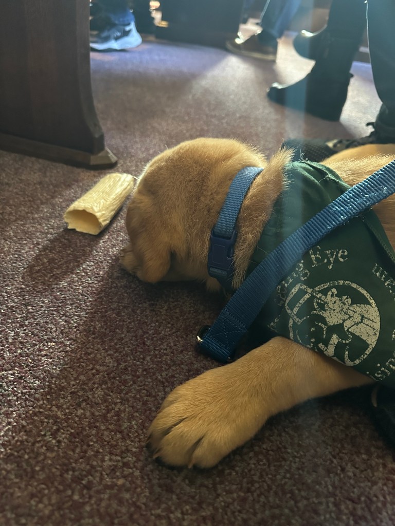 A young yellow Labrador retriever wearing a green neckerchief sleeps during the service.